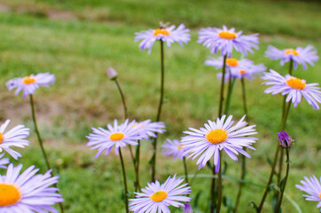 Obraz premium Beautiful fresh daisies bloom outdoors in the field