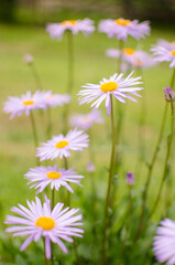 Obraz premium Beautiful fresh daisies bloom outdoors in the field