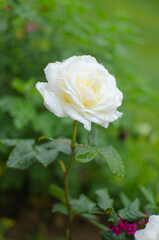 Beautiful fresh roses grow outdoors in the summer