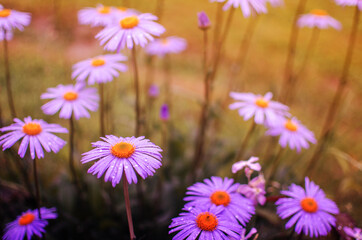 Fototapeta premium Beautiful fresh daisies bloom outdoors in the field