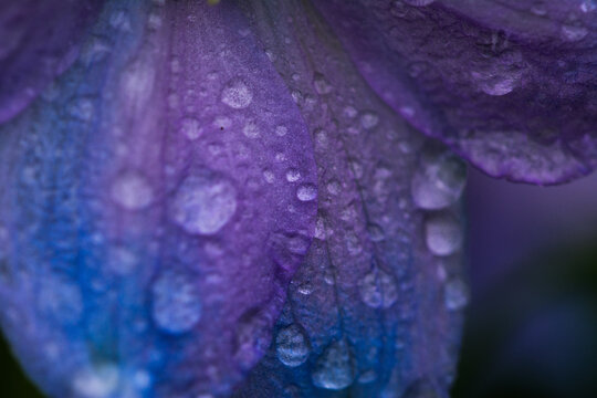 Blumen Blüten Regen Wasser Tropfen Blätter Natur Makro Blau Lila Violett