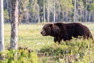 Obraz na płótnie Canvas brown bear in the grass, finland