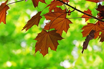 Brown maple leaves on a green background
