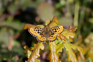 A Pearl-bordered Fritillary butterfly sitting on a Oak sapling.
