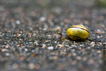Schnecke auf Wanderschaft