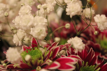 pink and white flowers