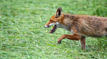 hunting fox in freshly mowed grass
