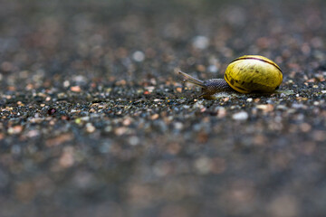 Schnecke auf Wanderschaft