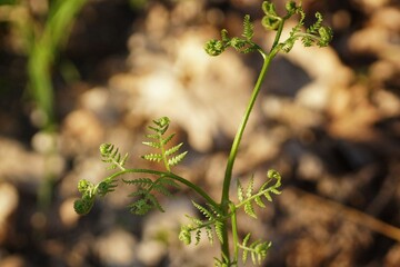 Fresh fern leaves, April on the forest floor, close-up, fuzzy background, blank space
