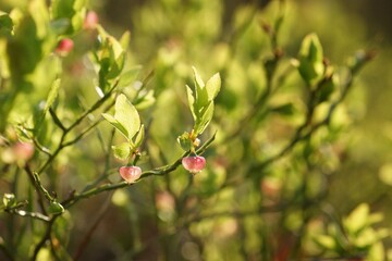 Blueberry flowers backward illuminated by sunlight, spring on the forest floor, fuzzy background, copy space
