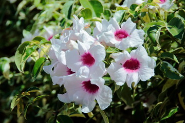 pink and white flowers