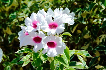 pink and white flowers