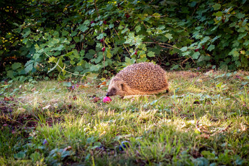 Curious hedgehog on grassy lawn eating fruit in the grass. © Pebo