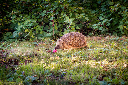 Curious hedgehog on grassy lawn eating fruit in the grass.
