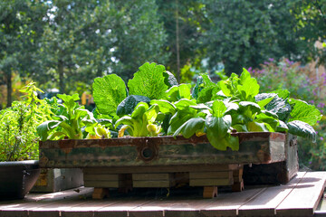 Cabbage, zucchini in a large wooden box on the roof of a boat