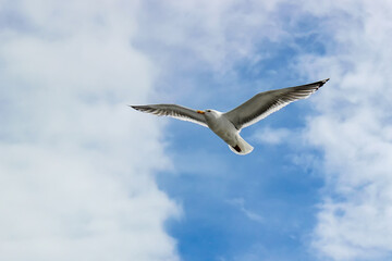 Fototapeta na wymiar A soaring gull against the blue sky, a bird flying in the sky