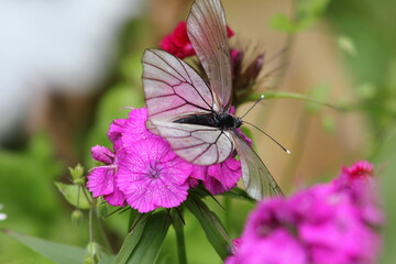 butterfly on pink flower