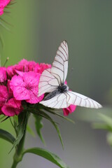 butterfly on flower