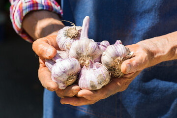 Senior man, farmer worker holding harvest of organic garlic