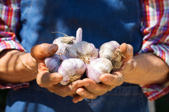 Senior man, farmer worker holding harvest of organic garlic