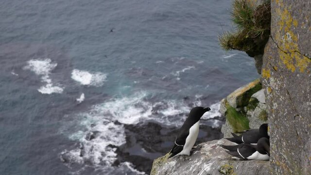 Razorbills sit on the edge of a cliff, Latrabjarg, Iceland