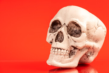 Artificial human skull on a colored background.