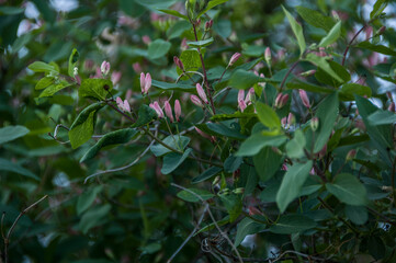 green leaves in the garden