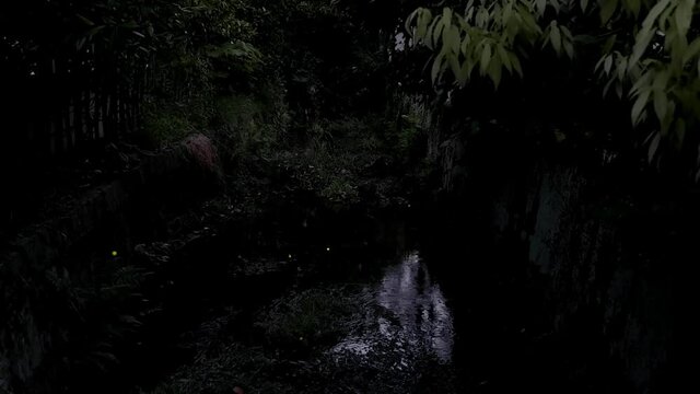 Firefly ほたる ゲンジボタルの乱舞 守山蛍