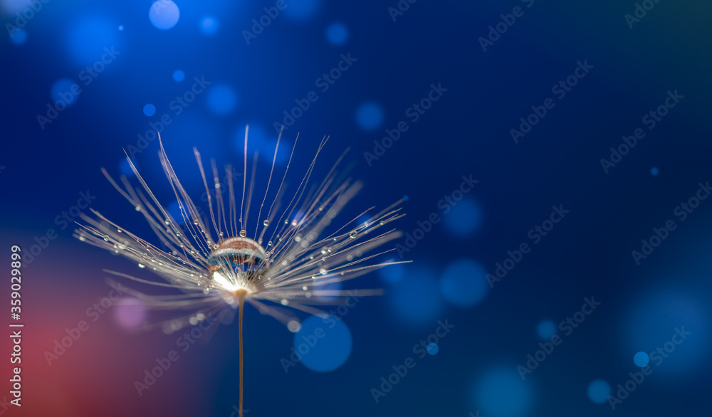 Canvas Prints abstract blurred nature background dandelion seeds parachute. abstract nature bokeh pattern