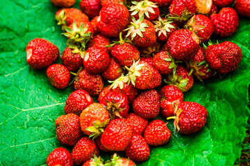 Wilde Erdbeeren Sammeln
