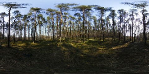 Spring HDRI Forest Panorama