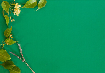 Fondo verde con espacio para escribir y plantas en las esquinas