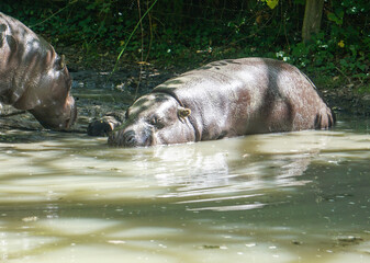 Hippopotames parc zoologique