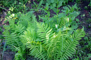 Fern on a sunny, hot day in full bloom