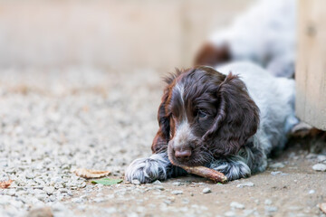 portrait of dog English Cocker Spaniel portrait of dog English Cocker Spaniel puppy in puppies playground on breeding station.el puppy in pupies playgroung on breeding station.