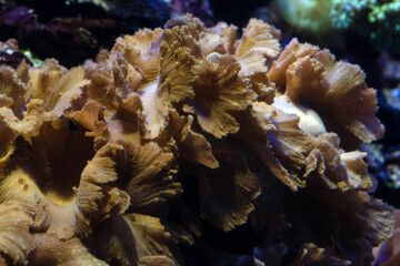 coral reef in aquarium