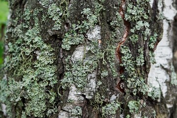 Close-up of a fragment of a birch trunk covered with pale green moss, unusual texture