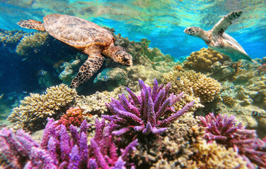 Naklejka na ściany i meble Green Sea Turtle Swimming Over beautiful and colored Coral Reef, marsa Alam, Egypt, Red sea wildlife