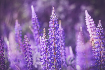 A field of bright, fragrant purple lupine flowers that grow in the warm summer and are illuminated by sunlight.