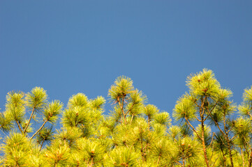 Fototapeta premium Branches of a pine tree isolated against blue sky