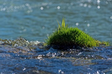 Grasbüschel im Wasser