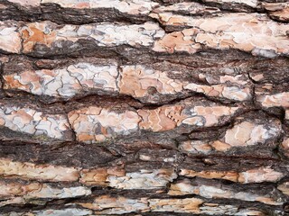 Texture of an old pine tree horizontally, abstraction