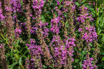 Obraz premium purple flowers in the garden