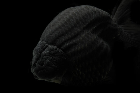 Ranchu black goldfish discount