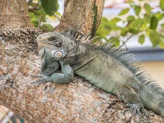 Animal. Amazonia. Lizard