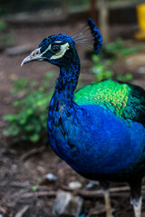 Obraz premium peacock with feathers