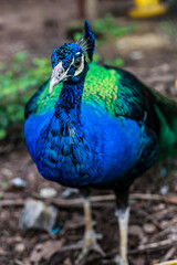 Fototapeta premium portrait of a peacock