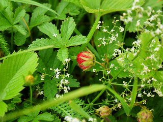 wild strawberry