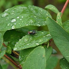 Green fly on leaf