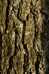 Closeup of bark pattern on a white pine tree trunk